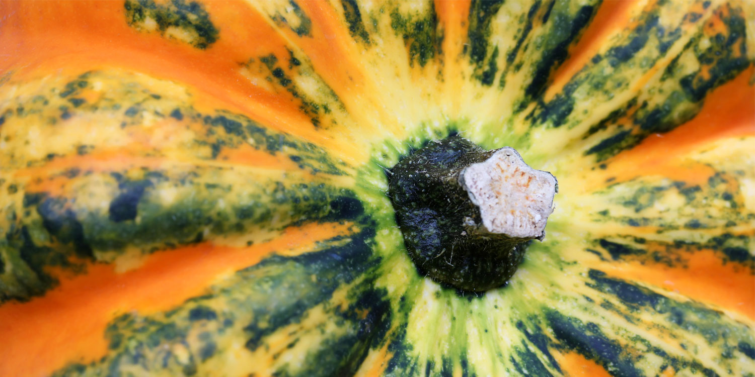 Squash