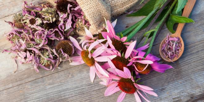 dried echinacea flowers